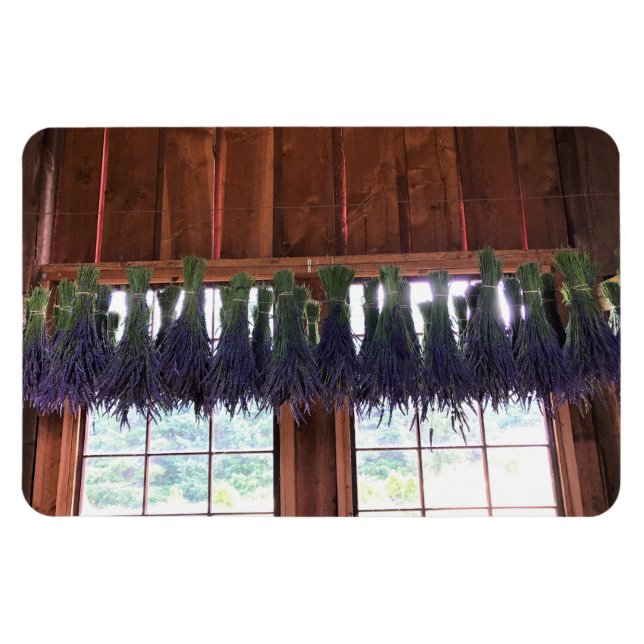 Ímã Lavanda pendurada em um celeiro (Horizontal)