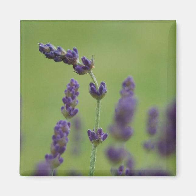 Imã Lavendar (Frente)