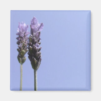 Imã Lavendar Magnet