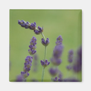 Imã Lavendar Magnet Floral
