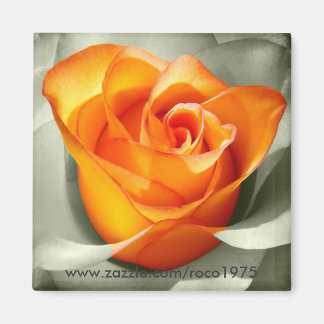 Imã Le coeur d'une rosa