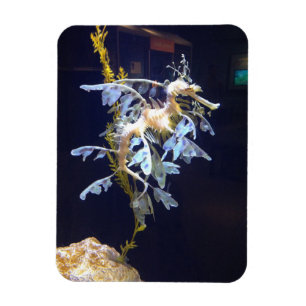 Ímã Leafy Dragon Magnet