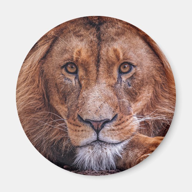 Imã Leão Africano (Frente)