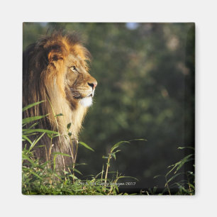 Imã Leão africano masculino no jardim zoológico em