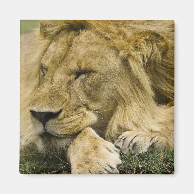 Imã Leão-africano, Panthera leo, deitado dormindo (Frente)