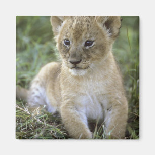 Imã leão-africano, Panthera leo), Tanzânia,