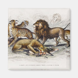 Imã Leão Asiático, Lionesa, Tigre Bengala, Leopardo