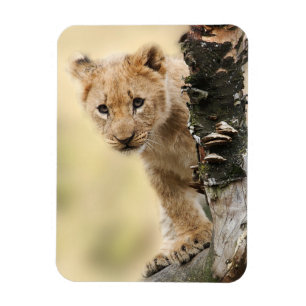 Ímã Leão Cub