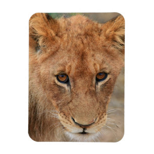 Ímã Leão Cub