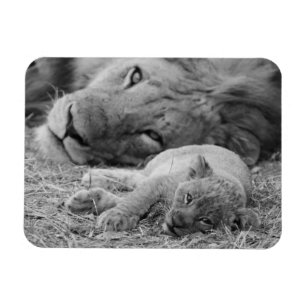 Ímã Leão Cub bonito que descansa com pai
