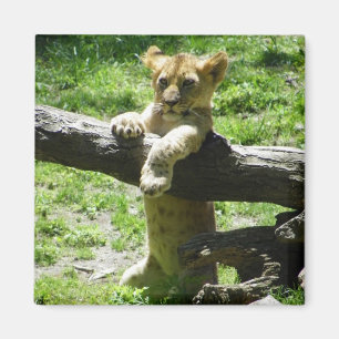 Imã Leão Cub do bebê no ramo