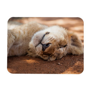 Ímã Leão Cub do sono das imagens de Getty