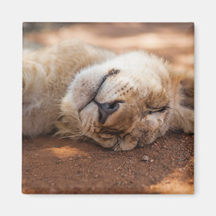Imã Leão Cub do sono das imagens de Getty