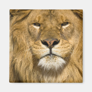 Imã Leão da Barbária Africano, Panthera leo leo, um do