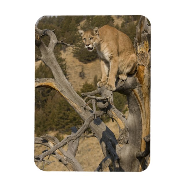 Ímã Leão-da-montanha, também conhecido como puma, coug (Vertical)
