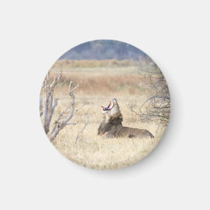 Imã Leão de bocejo