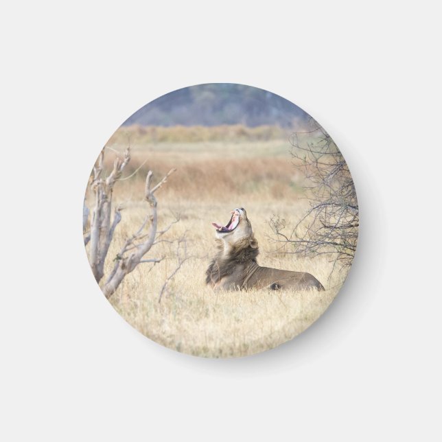 Imã Leão de bocejo (Frente)