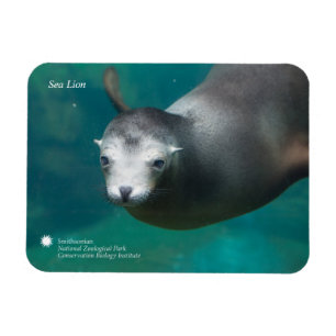 Ímã Leão de mar de Smithsonian