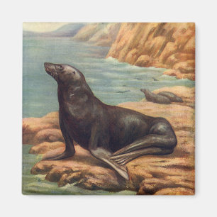 Imã Leão de mar pelo litoral, mamíferos marinhos do