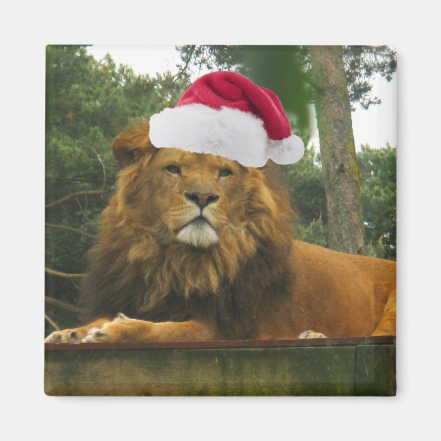 Imã Leão de Natal Vestindo Santa Hat (Frente)