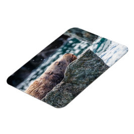 Ímã Leão-Do-Mar Na Baía De Ressurreição, Alasca