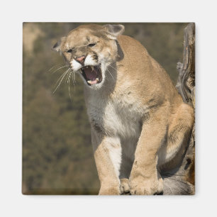 Imã Leão do puma ou de montanha, concolor do puma,