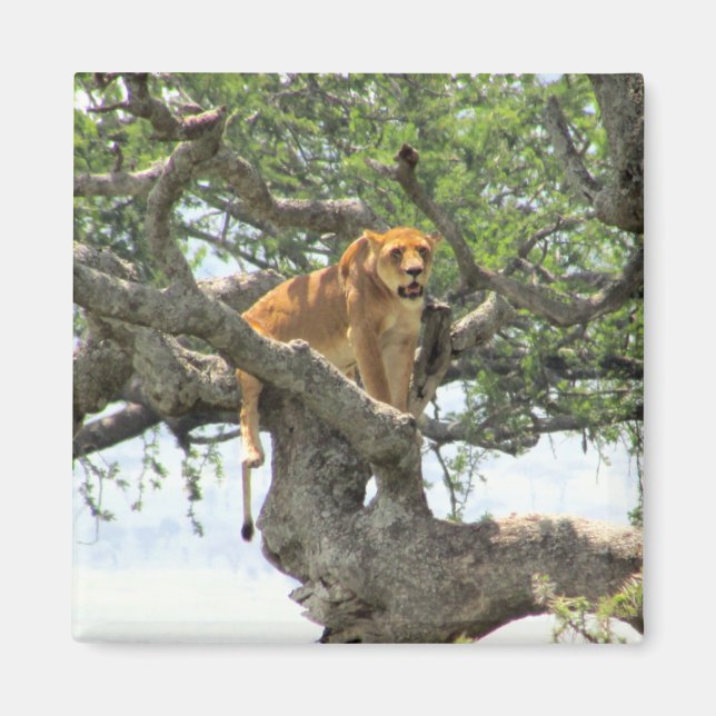 Imã leão escalador (Frente)