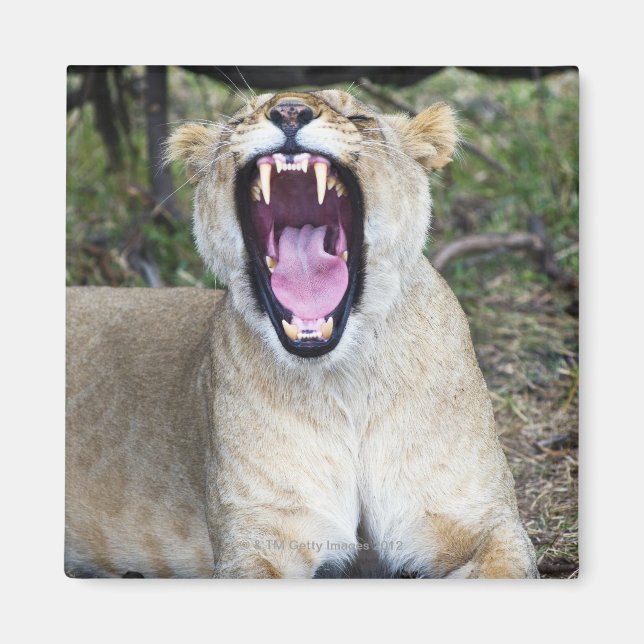 Imã Leão fêmea (Panthera leo), Masai Mara Nacional (Frente)