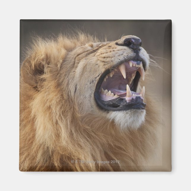 Imã Leão macho maduro (Panthera leo) no Savuti (Frente)