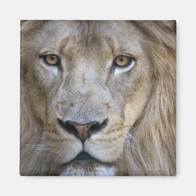 Imã Leão masculino adulto no zoológico de Sacramento,  (Frente)