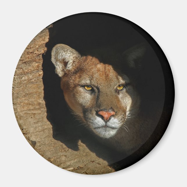 Imã Leão Montado Escondendo-se no Íman Log 3" (Frente)