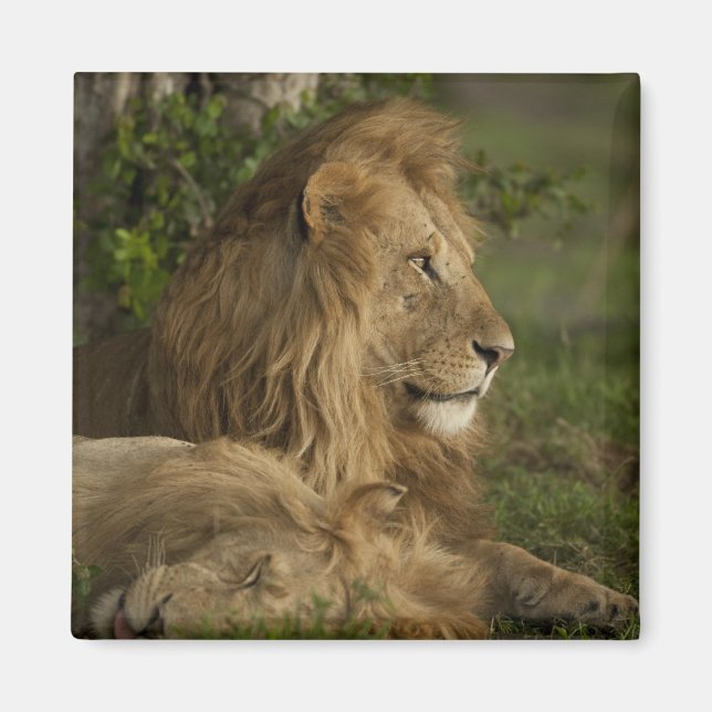 Imã Leão, Panthera leo, Lower Mara, Masai Mara GR, (Frente)