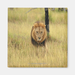 Imã Leão (Panthera leo) que anda em uma floresta,