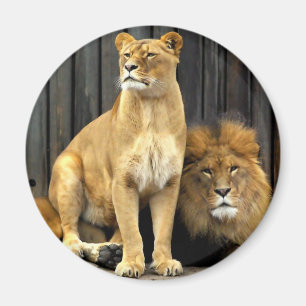 Imã Leão - por que você se está sentando em mim?