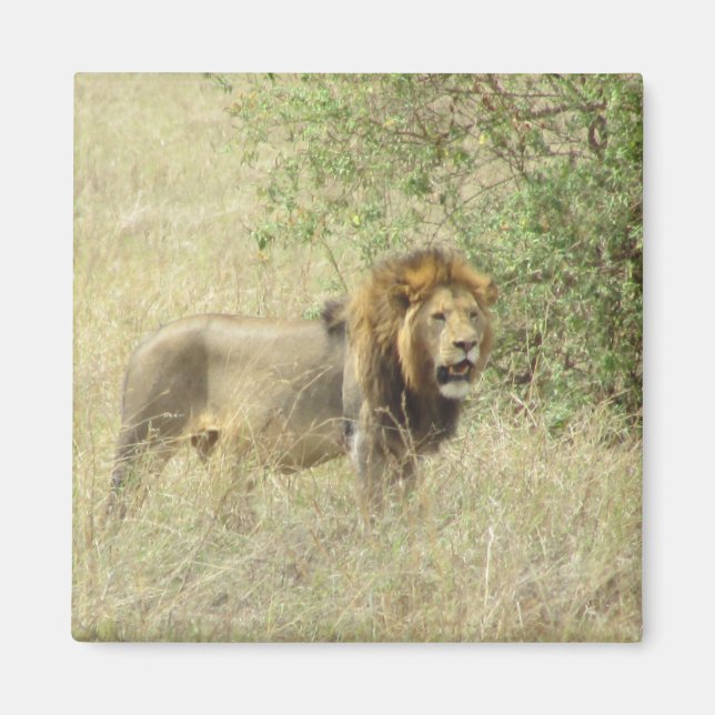 Imã leão regal (Frente)