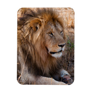 Ímã Leão Reserva Nacional Maasai Mara, Quênia