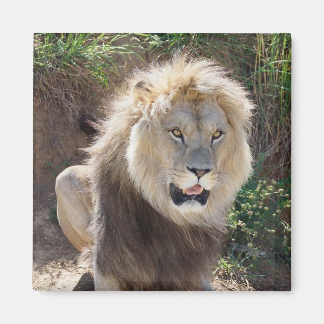 Imã Leão sentado nas rochas (Frente)