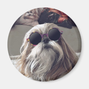 Imã Legal Shih Tzu longos óculos de sol