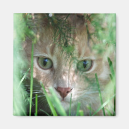 Imã Legenda da selva