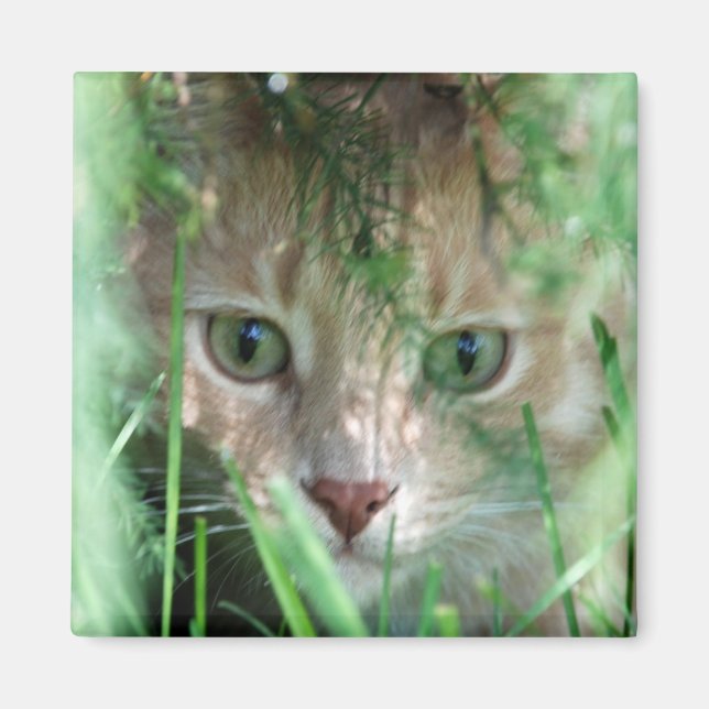 Imã Legenda da selva (Frente)