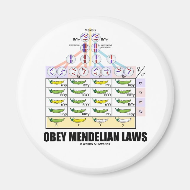 Imã Leis de Obey Mendelian (Cruzeiros Dihíbridos) (Frente)