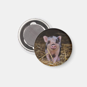 Imã Leitão rosa com manchas pretas em palha