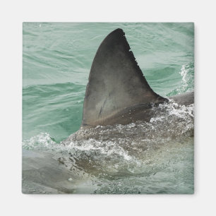 Imã Leme dorsal de um grande tubarão branco