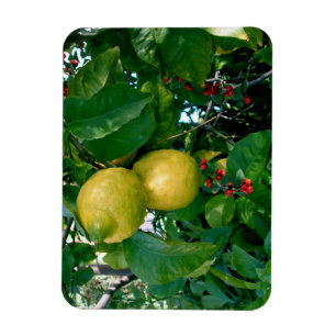 Ímã Lemons amarelos com Berries vermelhos