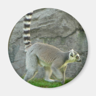 Imã Lemur
