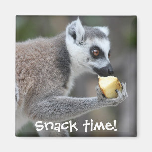 Imã Lemur Anel-Atado -- Tempo do petisco!