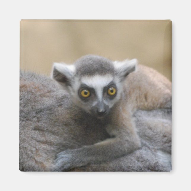 Imã Lemur Baby Magnet (Frente)