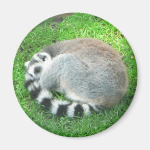 Imã Lemur do sono na grama