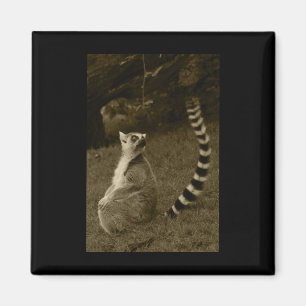 Imã Lemur Tail Valencia Tint Vinheta Vertical