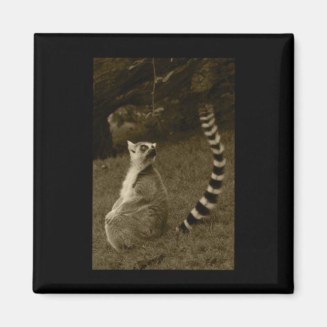 Imã Lemur Tail Valencia Tint Vinheta Vertical (Frente)